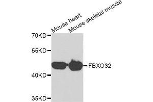 Western blot analysis of extracts of mouse heart and mouse skeletal muscle cell lines, using FBXO32 antibody.