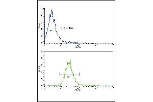 Flow cytometric analysis of NCI-H460 cells using NRG1 Antibody (bottom histogram) compared to a negative control cell (top histogram). (Neuregulin 1 antibody  (AA 198-229))
