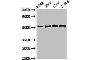 Western Blot Positive WB detected in Recombinant protein All lanes: Gamma-glutamy antibody at 2. (GGH antibody  (AA 22-342))