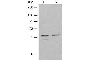 Western blot analysis of 293T cell lysates using URI1 Polyclonal Antibody at dilution of 1:450 (URI1 antibody)