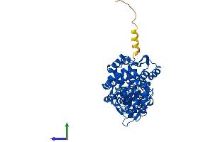 AlphaFold protein structure predicition of Mouse Recombinant Acod1 Protein, UniprotID P54987