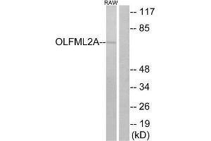 Western Blotting (WB) image for anti-Olfactomedin-Like 2A (OLFML2A) (Internal Region) antibody (ABIN1853161) (OLFML2A antibody  (Internal Region))