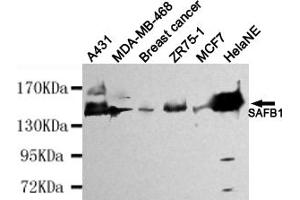 Western blot detection of SAFB1 in HelaNE,A431,MDA-MB-468,Breast cancer,ZR75-1 and MCF7 cell lysates using SAFB1 mouse mAb (1:4000 diluted).