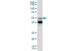 Western Blotting (WB) image for anti-Forkhead Box A2 (FOXA2) (AA 363-458) antibody (ABIN598745) (FOXA2 antibody  (AA 363-458))