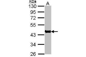 WB Image Sample(30 μg of whole cell lysate) A:Raji, 10% SDS PAGE antibody diluted at 1:1000