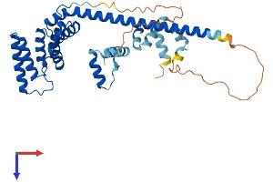 HSC70 Interacting Protein HIP Protein (AA 1-369) (His tag)