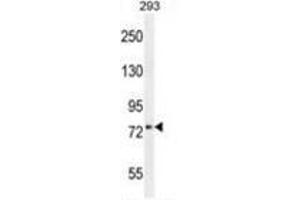 XKR4 Antibody (C-term) western blot analysis in 293 cell line lysates (35 µg/lane). (XKR4 antibody  (C-Term))