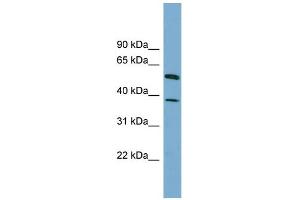 WB Suggested Anti-HEPACAM Antibody Titration: 0. (HEPACAM antibody  (N-Term))