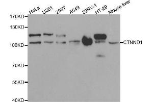 Western blot analysis of extracts of various cell lines, using CTNND1 antibody (ABIN5970810) at 1/1000 dilution. (CTNND1 antibody)