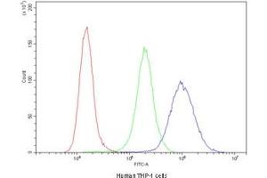 Flow cytometry testing of human THP-1 cells with Cyclin B1 antibody at 1ug/10^6 cells (blocked with goat sera) (Cyclin B1 antibody  (AA 1-433))