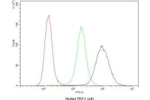 Flow cytometry testing of human THP-1 cells with Cyclin B1 antibody at 1ug/10^6 cells (blocked with goat sera)