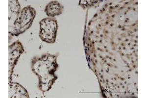 Immunoperoxidase of monoclonal antibody to WWTR1 on formalin-fixed paraffin-embedded human placenta. (WWTR1 antibody  (AA 201-300))