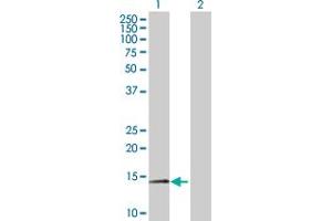 Western Blot analysis of MTPN expression in transfected 293T cell line by MTPN MaxPab polyclonal antibody. (MTPN antibody  (AA 1-118))