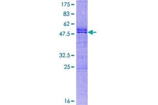 CXX1 Protein (AA 1-113) (GST tag)