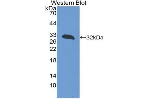 T-Bet antibody  (AA 241-493)