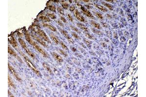 IHC analysis of Tff1 using anti-Tff1 antibody . (TFF1 antibody  (AA 22-87))