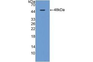 Detection of Recombinant MAPt, Rat using Polyclonal Antibody to Tau Protein (MAPT) (tau antibody  (AA 34-368))