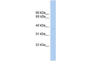 WB Suggested Anti-ST6GALNAC6 Antibody Titration:  0. (ST6GALNAC6 antibody  (N-Term))