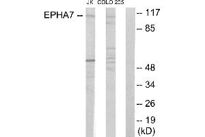 Western blot analysis of extracts from Jurkat cells and COLO205 cells, using EPHA7 antibody. (EPH Receptor A7 antibody)