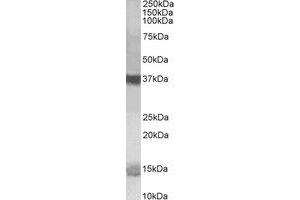 Western Blotting (WB) image for anti-Prefoldin-Like (LOC100166573) (C-Term) antibody (ABIN2466142) (Prefoldin-Like antibody  (C-Term))
