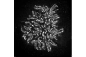 NCAPH2 antibody (mAb) (Clone 5F2G4) tested by immunofluorescence. (NCAPH2 antibody)