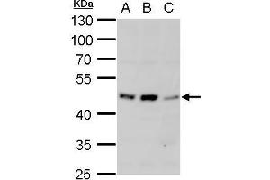 WB Image alpha 1a Adrenergic Receptor antibody detects alpha 1a Adrenergic Receptor protein by western blot analysis. (alpha 1 Adrenergic Receptor antibody)