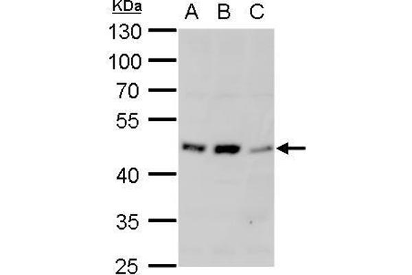 alpha 1 Adrenergic Receptor anticorps