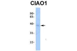 Host:  Rabbit  Target Name:  CIAO1  Sample Type:  MCF7  Antibody Dilution:  1. (CIAO1 antibody  (Middle Region))