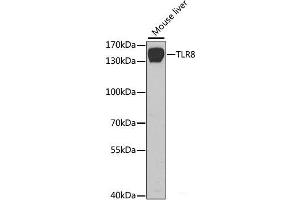 Western blot analysis of extracts of Mouse liver using TLR8 Polyclonal Antibody at dilution of 1:1000. (TLR8 antibody)
