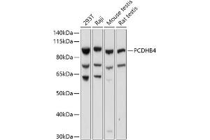 Western blot analysis of extracts of various cell lines, using PCDHB4 antibody (ABIN7269735) at 1:1000 dilution. (PCDHb4 antibody  (AA 28-300))