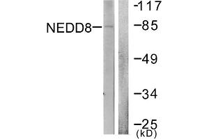 Western blot analysis of extracts from Jurkat cells, using NEDD8 antibody. (NEDD8 antibody  (N-Term))