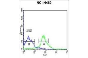 FKBP9 Antibody (C-term) (ABIN391581 and ABIN2841515) flow cytometric analysis of NCI- cells (right histogram) compared to a negative control cell (left histogram).