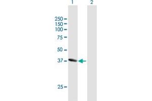 Western Blot analysis of NANS expression in transfected 293T cell line by NANS MaxPab polyclonal antibody. (NANS antibody  (AA 1-359))