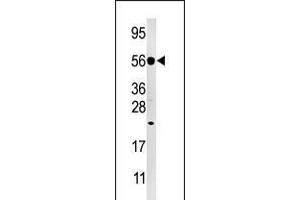 Western blot analysis of anti-DUSP8 Pabin Hela cell line lysate (35ug/lane). (DUSP8 antibody  (C-Term))