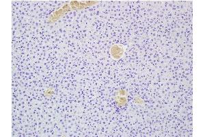 Sample: Paraformaldehyde-fixed, paraffin embedded Mouse liver. (MEGF10 antibody  (AA 55-150))