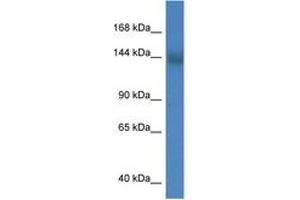 Image no. 1 for anti-Transmembrane Protein 2 (TMEM2) (N-Term) antibody (ABIN6747266) (TMEM2 antibody  (N-Term))