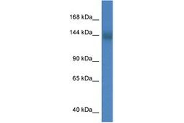 TMEM2 antibody  (N-Term)