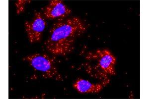 Proximity Ligation Analysis of protein-protein interactions between FAS and PRKCA. (PKC alpha antibody  (AA 563-672))