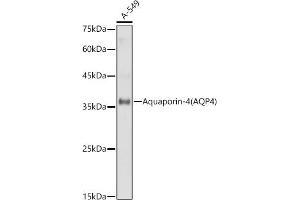 Western blot analysis of extracts of A-549 cells, using Aquaporin-4  antibody (ABIN6127446, ABIN6137046, ABIN6137048 and ABIN6221313) at 1:1000 dilution. (Aquaporin 4 antibody  (AA 244-323))