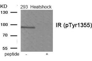 Western blot analysis of extracts from 293 cells treated with Heatshock using Phospho-IR (Tyr1355) antibody. (Insulin Receptor antibody  (pTyr1355))