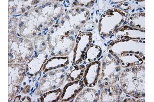 Immunohistochemical staining of paraffin-embedded Kidney tissue using anti-ATP5B mouse monoclonal antibody.