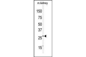 Western blot analysis of anti-CLDN2 Antibody (C-term) in mouse kidney tissue lysates (35ug/lane).