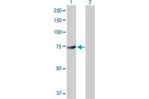 Western Blot analysis of DDX53 expression in transfected 293T cell line by DDX53 MaxPab polyclonal antibody. (DDX53 antibody  (AA 1-631))