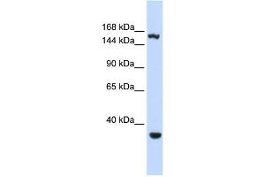 WB Suggested Anti-EIF4G3 Antibody Titration:  0. (EIF4G3 antibody  (Middle Region))