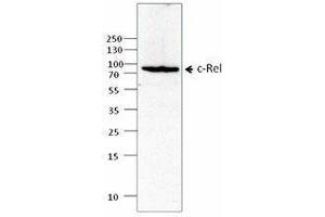 Western Blotting (WB) image for anti-REL proto-oncogene (c-Rel) antibody (ABIN2666277) (c-Rel antibody)