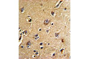 Formalin-fixed and paraffin-embedded human brain tissue reacted with CDC23 Antibody (N-term), which was peroxidase-conjugated to the secondary antibody, followed by DAB staining. (CDC23 antibody  (N-Term))