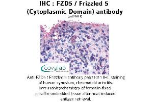 Image no. 1 for anti-Frizzled Family Receptor 5 (FZD5) (3rd Cytoplasmic Domain) antibody (ABIN1734503)