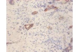 Immunohistochemistry of paraffin-embedded human pancreatic tissue using ABIN7153873 at dilution of 1:100 (GLP1R antibody  (AA 24-145))