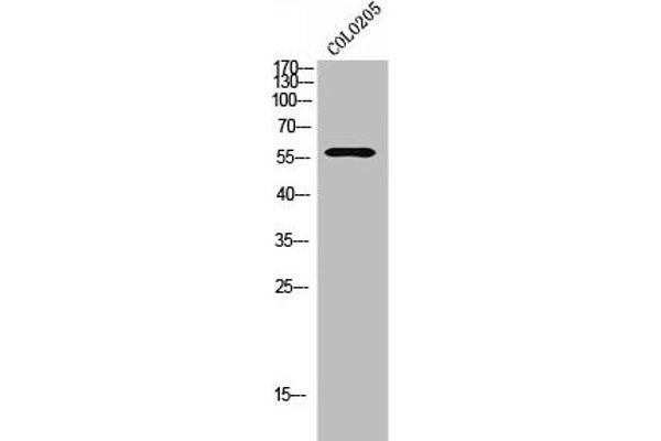 GPR114 antibody  (Internal Region)