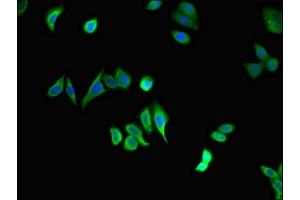 Immunofluorescent analysis of HepG2 cells using ABIN7150628 at dilution of 1:100 and Alexa Fluor 488-congugated AffiniPure Goat Anti-Rabbit IgG(H+L) (STAU1/Staufen antibody  (AA 163-403))